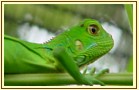 Green iguana
