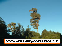 bosque montano