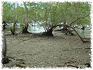  Manglar