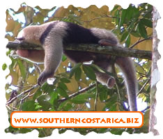 Oso Hormiguero, ant Eater.