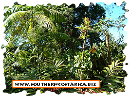 THE ROBERT AND CATHERINE WILSON BOTANICAL GARDENS